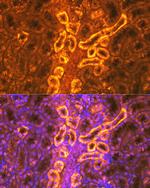 PDZK1 Antibody in Immunohistochemistry (Paraffin) (IHC (P))