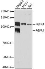 FGFR4 Antibody in Western Blot (WB)