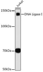 DNA Ligase I Antibody in Western Blot (WB)