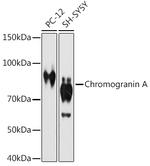 Chromogranin A Antibody in Western Blot (WB)