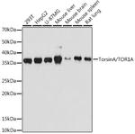 Torsin 1A Antibody in Western Blot (WB)