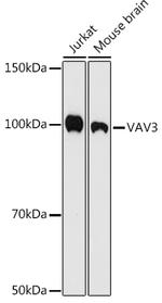 VAV3 Antibody in Western Blot (WB)