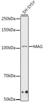 MAG Antibody in Western Blot (WB)