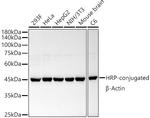 beta Actin Antibody in Western Blot (WB)