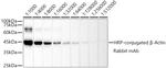 beta Actin Antibody in Western Blot (WB)