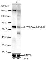 Phospho-VANGL2 (Ser14, Ser17) Antibody in Western Blot (WB)