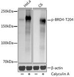 Phospho-BRD4 (Thr204) Antibody in Western Blot (WB)