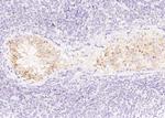 AMH Antibody in Immunohistochemistry (Paraffin) (IHC (P))