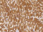 Chordin Antibody in Immunohistochemistry (Paraffin) (IHC (P))