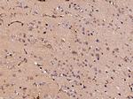 Neuropilin 1 Antibody in Immunohistochemistry (Paraffin) (IHC (P))