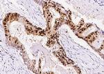 PCNA Antibody in Immunohistochemistry (Paraffin) (IHC (P))