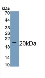 WNT11 Antibody in Western Blot (WB)