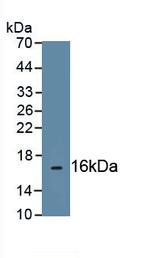 UCP2 Antibody in Western Blot (WB)