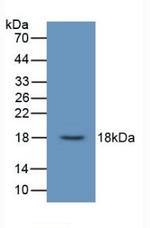 UCN3 Antibody in Western Blot (WB)