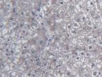 UCN2 Antibody in Immunohistochemistry (Paraffin) (IHC (P))