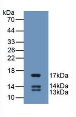 UCN2 Antibody in Western Blot (WB)