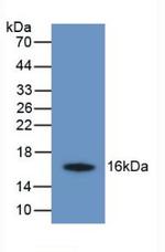 TMEM27 Antibody in Western Blot (WB)