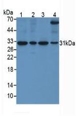 SFRP4 Antibody in Western Blot (WB)