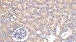 SEMA3A Antibody in Immunohistochemistry (Paraffin) (IHC (P))