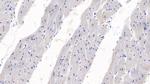 SEMA3A Antibody in Immunohistochemistry (Paraffin) (IHC (P))