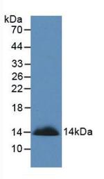 SEMA3A Antibody in Western Blot (WB)