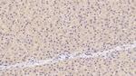 OAS1 Antibody in Immunohistochemistry (Paraffin) (IHC (P))