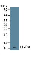 OAS1 Antibody in Western Blot (WB)