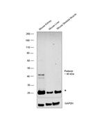 Podocin Antibody