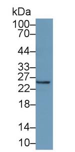 Interferon alpha-21 Antibody in Western Blot (WB)