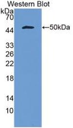 IFNA5 Antibody in Western Blot (WB)