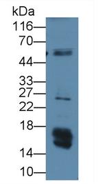 Leptin Antibody in Western Blot (WB)