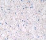 IL-28A Antibody in Immunohistochemistry (Paraffin) (IHC (P))