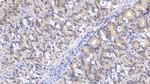 Interferon beta Antibody in Immunohistochemistry (Paraffin) (IHC (P))