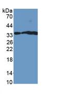 NGF Antibody in Western Blot (WB)