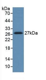 HGF Antibody in Western Blot (WB)