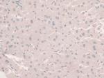 HFE2 Antibody in Immunohistochemistry (Paraffin) (IHC (P))