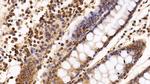 HDAC1 Antibody in Immunohistochemistry (Paraffin) (IHC (P))