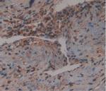 GDF3 Antibody in Immunohistochemistry (Paraffin) (IHC (P))