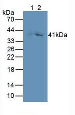 GDF3 Antibody in Western Blot (WB)