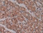 ENPP2 Antibody in Immunohistochemistry (Paraffin) (IHC (P))