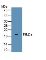 Endocan Antibody in Western Blot (WB)