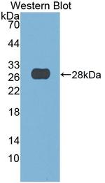 DNASE1 Antibody in Western Blot (WB)