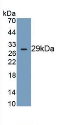 DNAH11 Antibody in Western Blot (WB)