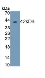 CD63 Antibody in Western Blot (WB)