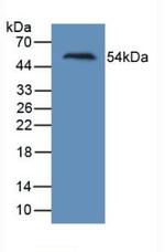 KIM-1 Antibody in Western Blot (WB)