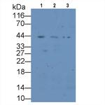 CD138 (Syndecan-1) Antibody in Western Blot (WB)