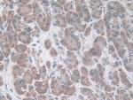 CCL20 Antibody in Immunohistochemistry (Paraffin) (IHC (P))