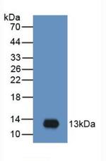 CCL20 Antibody in Western Blot (WB)