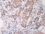 Cathelicidin Antibody in Immunohistochemistry (Paraffin) (IHC (P))