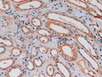 Osteocalcin Antibody in Immunohistochemistry (Paraffin) (IHC (P))